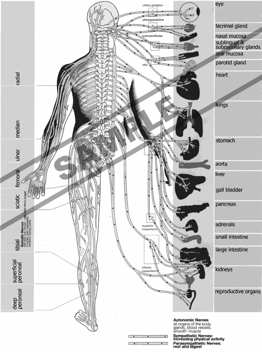 spine subluxation