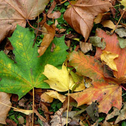 green-and-brown-leaves