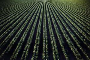 green fields