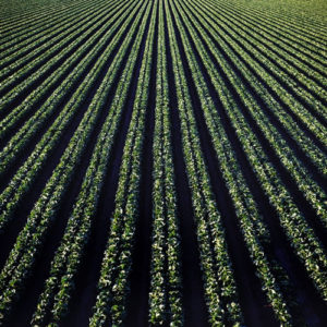 fields of green